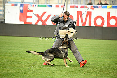 Chapa vom Drachenwolf