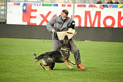 Chapa vom Drachenwolf