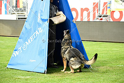 Chapa vom Drachenwolf