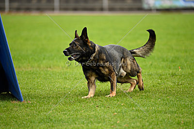 Checker vom Schwäbischen Land