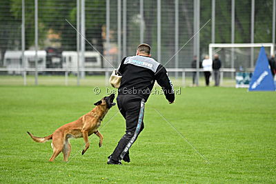 Chelsea von den Mecklenburger Rüpeln
