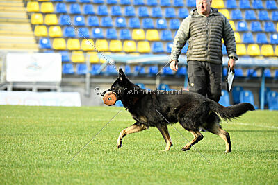 Chicca vom Haus Vax