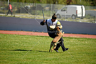Chicka Force Canina