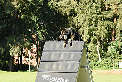 Chitto vom Drachenwolf