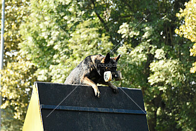 Chitto vom Drachenwolf