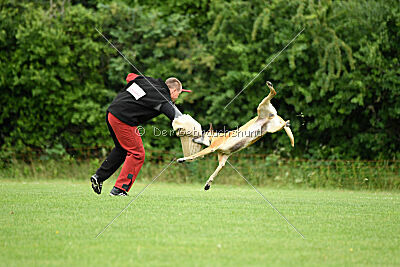 Clooney vom Clan der Wölfe