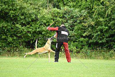 Clooney vom Clan der Wölfe