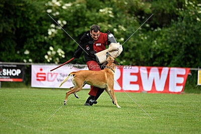 Clooney vom Clan der Wölfe