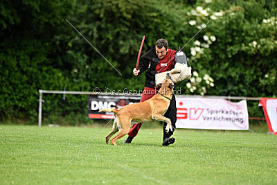 Clooney vom Clan der Wölfe