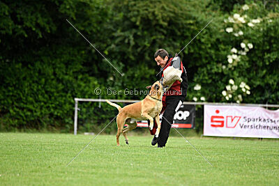 Clooney vom Clan der Wölfe