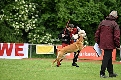 Clooney vom Clan der Wölfe