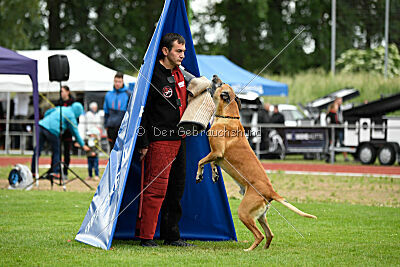 Clooney vom Clan der Wölfe