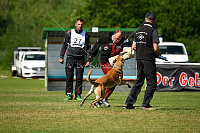 Codex vom Clan der Wölfe