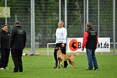 Codie von der schwarzen Mamba