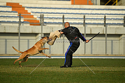 Conan vom Clan der Wölfe