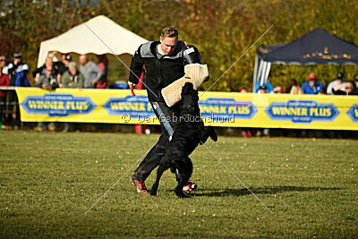 Crash la casa DeCillia