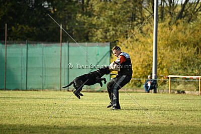 Crash la casa DeCillia