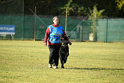 Crash la casa DeCillia