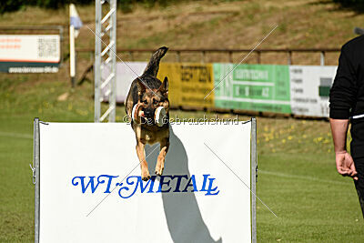 Crazy Canis Invictus