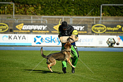 Crazy Canis Invictus