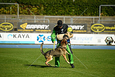 Crazy Canis Invictus