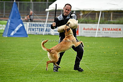 Crazy von den kleinen Halunken