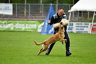 Crazy von den kleinen Halunken