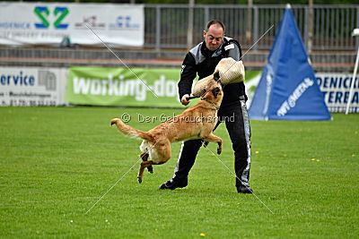 Crazy von den kleinen Halunken
