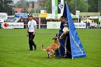 Crazy von den kleinen Halunken