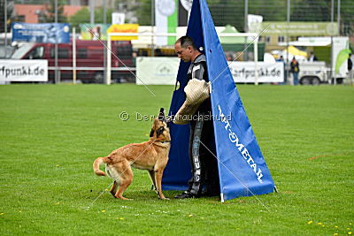 Crazy von den kleinen Halunken