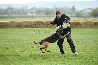 Crocodile iz Gratisano