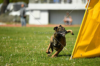 Crocodile z Udoli Jizery