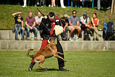 Crocodile z Údolí Jizery