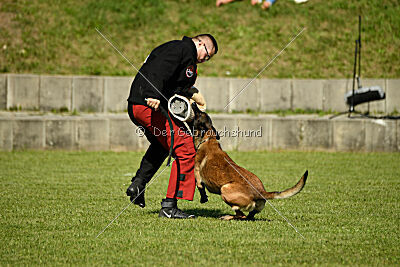 Crocodile z Údolí Jizery