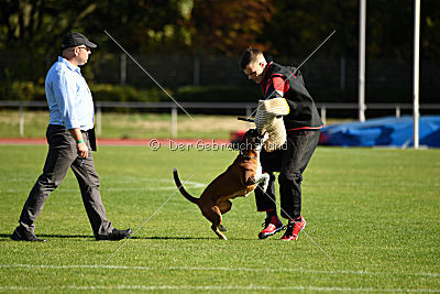 Cuba-Libre von der Königswiese