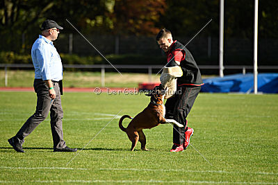 Cuba-Libre von der Königswiese