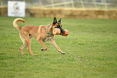 D&C's Captain Fizzgig