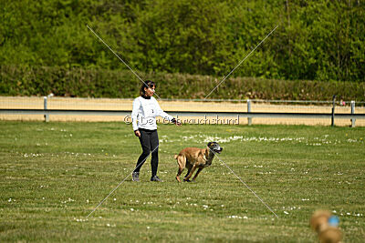 Da Liah Primus Proeliator