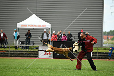 Daika von der schwarzen Mamba