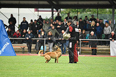 Daika von der schwarzen Mamba
