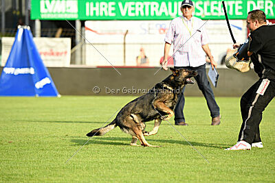 Dark vom Haus Pixner