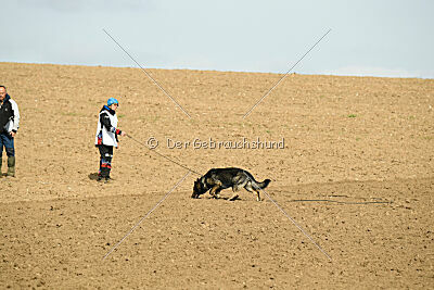 Darka King Adventure