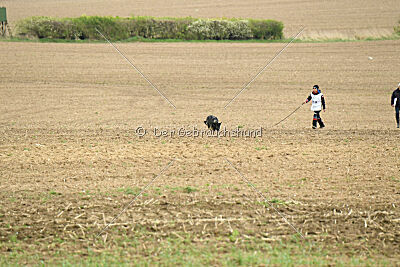 Darka King Adventure