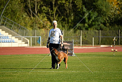Darragh vom Hirscher-Hof