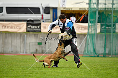 Delia Force Canina
