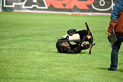 Desert vom Illergries