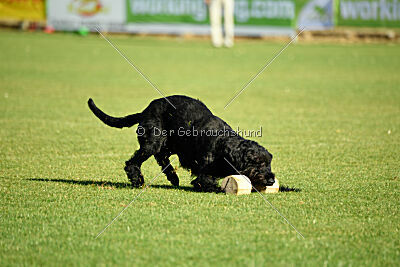 Dexx-Daemon vom Hatzbachtal