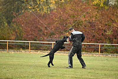 Dexx-Daemon vom Hatzbachtal