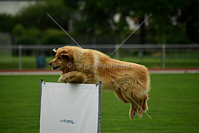 Djambo Grofje Celjski