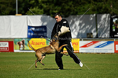Donar Bestiaras